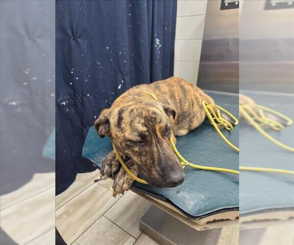 Medium Photo #1 Mutt Puppy For Sale in Mobile, AL, USA