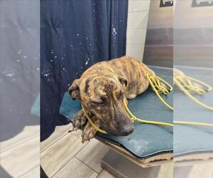 Mutt Dogs for adoption in Mobile, AL, USA