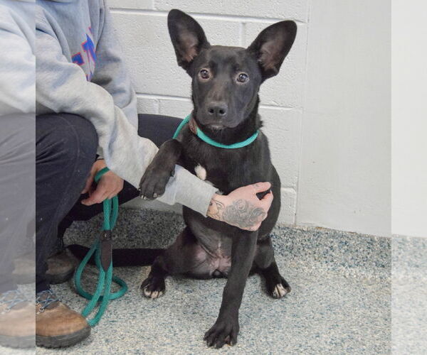 Medium Photo #4 Basset Hound-German Shepherd Dog Mix Puppy For Sale in Huntley, IL, USA