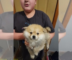 Pomeranian Puppy for sale in MIDDLEBORO, MA, USA