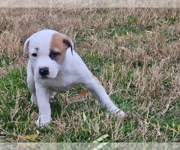 Medium Photo #12 American Pit Bull Terrier-Australian Shepherd Mix Puppy For Sale in OKLAHOMA CITY, OK, USA