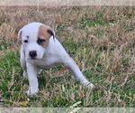 Small #11 American Pit Bull Terrier-Australian Shepherd Mix