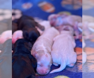 Cockapoo Puppy for sale in PORTERVILLE, CA, USA