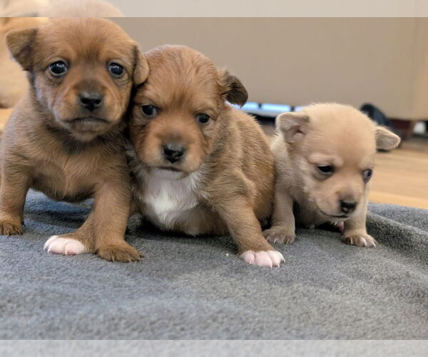 Medium Photo #4 Chiweenie Puppy For Sale in Raleigh, NC, USA