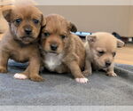 Small #3 Chiweenie