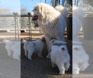 Great Pyrenees Puppy for sale in MOUNTAIN CENTER, CA, USA