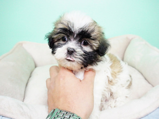 Mal-Shi Puppy for sale in LA MIRADA, CA, USA