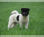 Small Photo #1 Akita Puppy For Sale in MOUNT SOLON, VA, USA