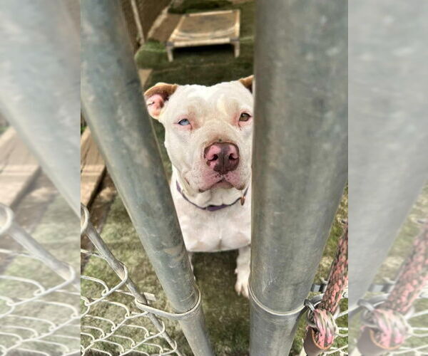 Medium Photo #2 American Staffordshire Terrier-Unknown Mix Puppy For Sale in Lake Forest, CA, USA
