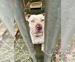 Small #1 American Staffordshire Terrier Mix