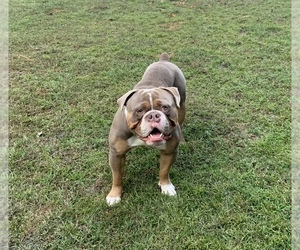 Olde English Bulldogge Puppy for sale in JACKSONVILLE, NC, USA