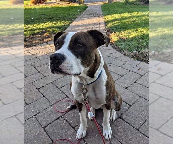 Medium Photo #24 American Pit Bull Terrier-Unknown Mix Puppy For Sale in Germantown, OH, USA