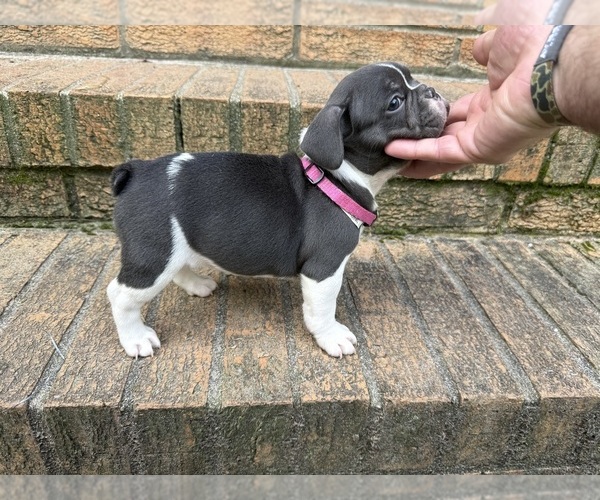 Medium Photo #1 French Bulldog Puppy For Sale in MACON, GA, USA