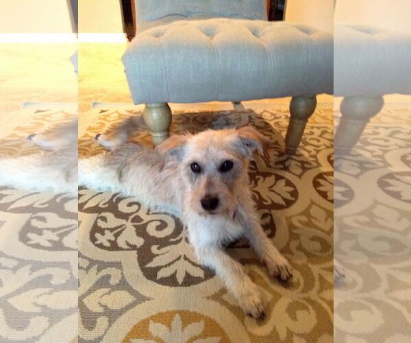 Medium Photo #7 Mutt Puppy For Sale in Houston, TX, USA