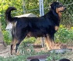 Small Photo #1 English Shepherd Puppy For Sale in WAYNESBORO, TN, USA