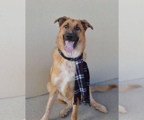 Medium Photo #3 German Shepherd Dog-Unknown Mix Puppy For Sale in McKinney, TX, USA