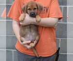 Small #3 Golden Shepherd