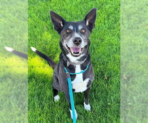 Borador Dogs for adoption in Sacramento, CA, USA