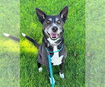 *BETTY - Female Borador Dog for Adoption - Small photo