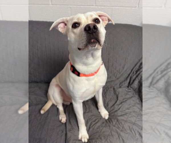 Medium Photo #4 Labrador Retriever-Unknown Mix Puppy For Sale in Muskegon, MI, USA