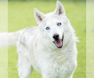 Siberian Husky Dogs for adoption in Camarillo, CA, USA