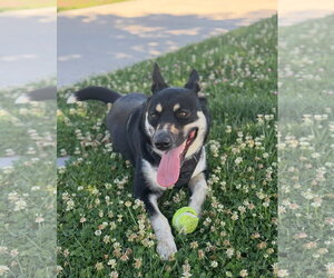 Layla - Female Siberian Husky-Unknown Mix Dog for Adoption - Photo #2
