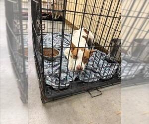 Mutt Dogs for adoption in Texas City, TX, USA
