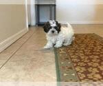 Small #2 Shih-Poo