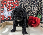 Small Photo #6 Bernedoodle (Miniature) Puppy For Sale in SPARTA, MO, USA