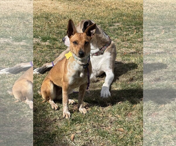 Medium Photo #8 Chihuahua Puppy For Sale in Sandy, UT, USA