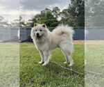 Small #2 Chow Chow