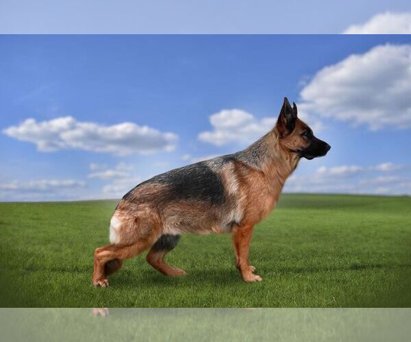 Medium Photo #1 German Shepherd Dog Puppy For Sale in MAPLE GROVE, MN, USA