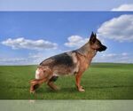 Small Photo #1 German Shepherd Dog Puppy For Sale in MAPLE GROVE, MN, USA