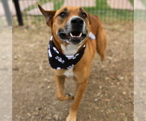 Mutt Dogs for adoption in San Antonio, TX, USA