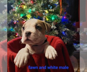 American Bully Puppy for sale in OWENSVILLE, IN, USA