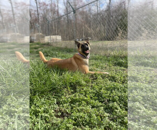 Medium Photo #7 Mutt Puppy For Sale in Stevens Point, WI, USA