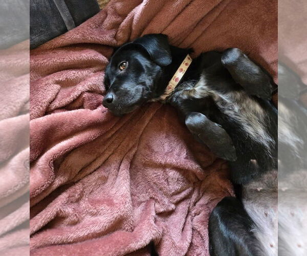 Medium Photo #15 Border Collie-Unknown Mix Puppy For Sale in Lakewood, CO, USA