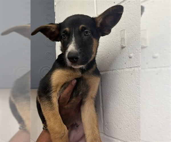 Medium Photo #1 German Shepherd Dog Puppy For Sale in San Bernardino, CA, USA
