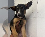 Small German Shepherd Dog