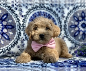 Goldendoodle (Miniature) Puppy for sale in LANCASTER, PA, USA