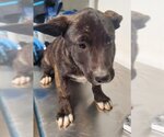 Small Photo #1 Mastiff Puppy For Sale in Bakersfield, CA, USA