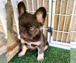 Small #7 French Bulldog