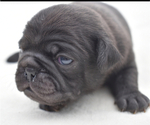 Small #1 Pug