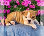 Small Photo #2 Bulldog Puppy For Sale in ARTHUR, IL, USA