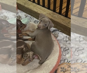Miniature Pinscher Litter for sale in PALATKA, FL, USA