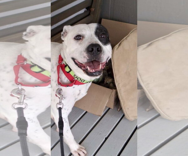 Medium Photo #10 American Bulldog Puppy For Sale in Atlanta, GA, USA