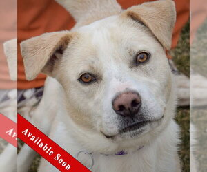 Boxer-Unknown Mix Dogs for adoption in Huntley, IL, USA