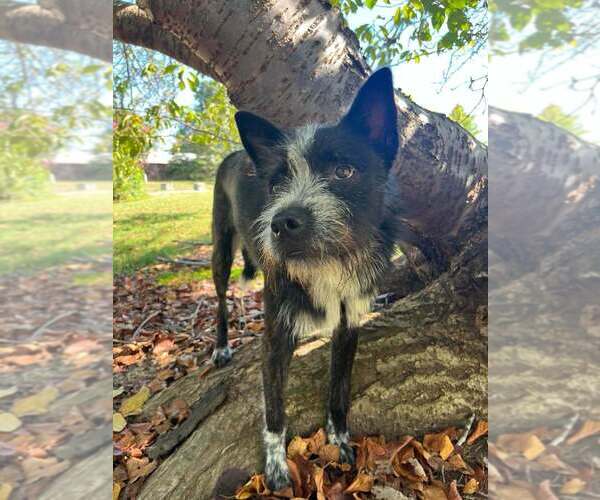 Medium Photo #3 Mutt Puppy For Sale in Candler, NC, USA