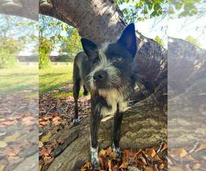 Pedro - Male Mutt Dog for Adoption - Photo #3