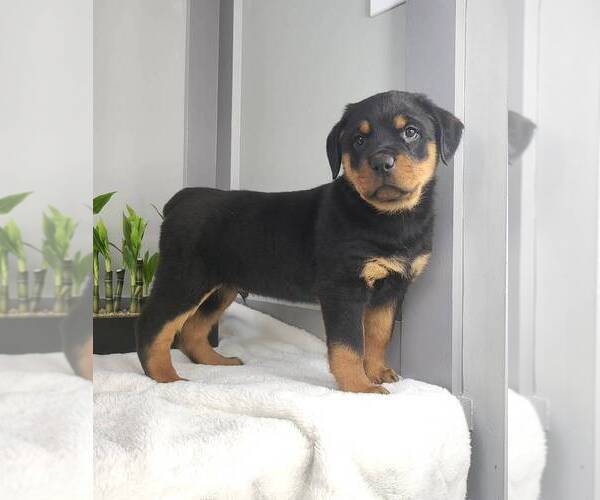 Medium Photo #1 Rottweiler Puppy For Sale in FRANKLIN, IN, USA
